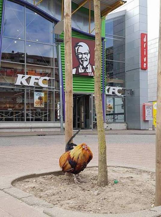 Говорят здесь горячие курочки....