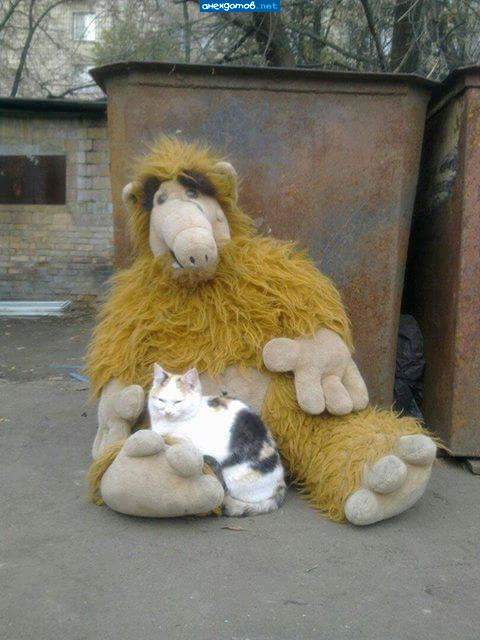 Хозяйка Аоьфа выбросила,а мне его жаль...