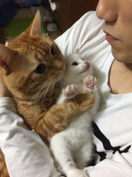 Лучше кота только два кота