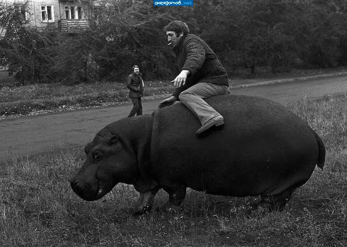 Найду того, кто продал мне эту свинку - убью!
