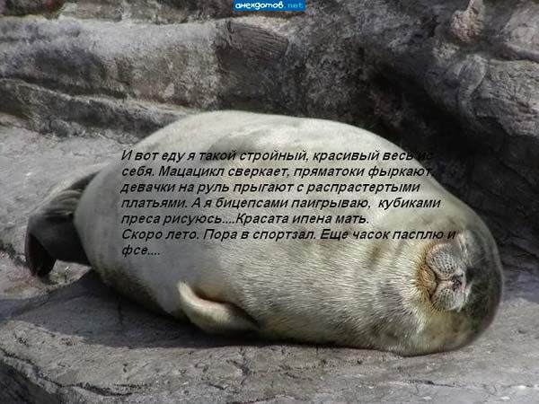 мечты и реальность лентяя