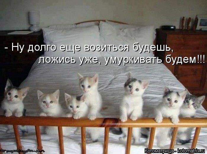 Отдадим воспитаную, приученную к лотку хозяйку в хорошие руки!!!