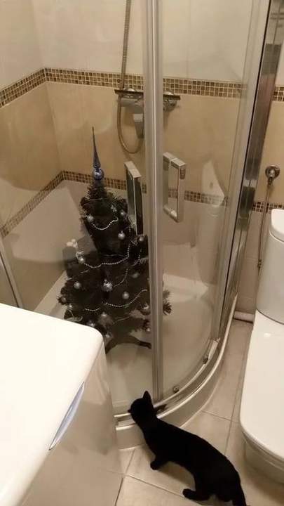 да ты не парься Барсик!иди с полки ченить урони чтоб полегчало!