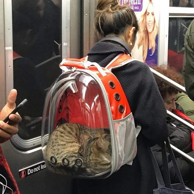 Котариум или кото-зак?