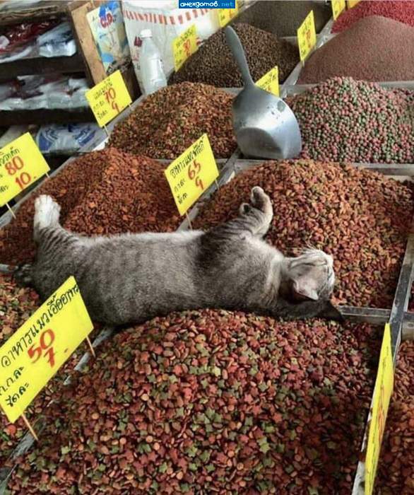 Так вот какой он рай...
