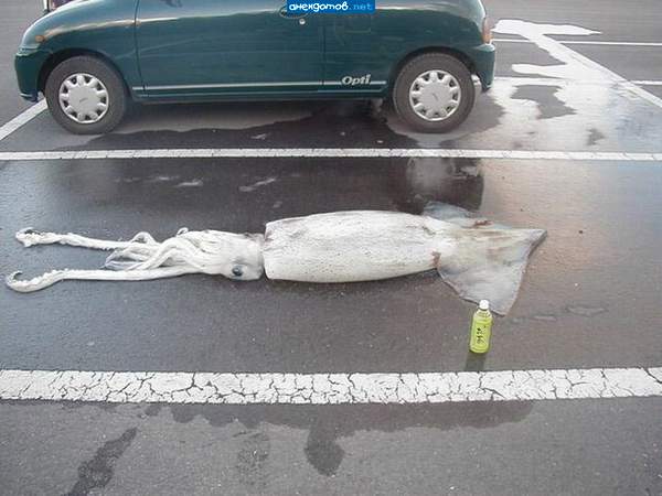 ты не ты, когда голоден