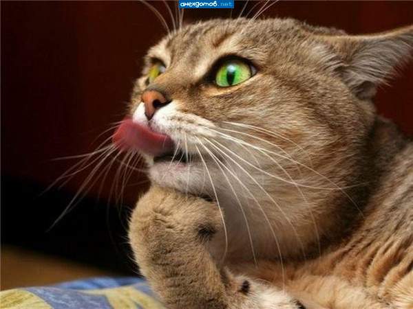 ну ну.. х"ясе... а дальше что было??