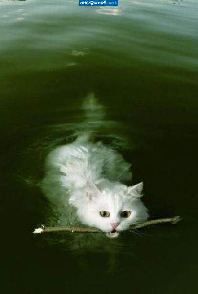 пограничный кот Белый....