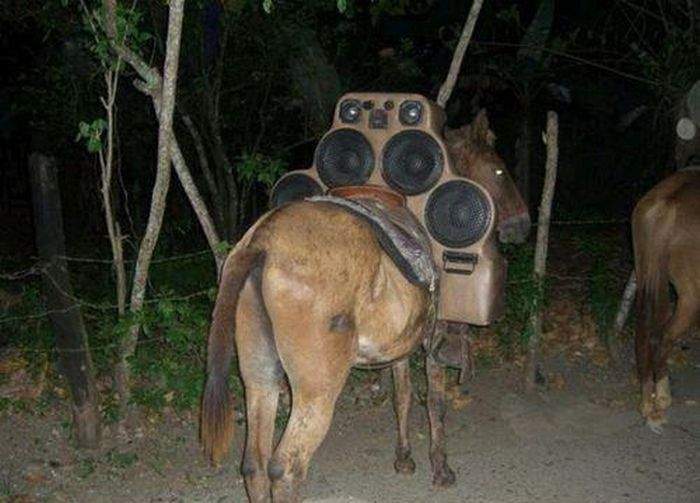 При полной громкости скорость кобылки возрастёт в разы!!!