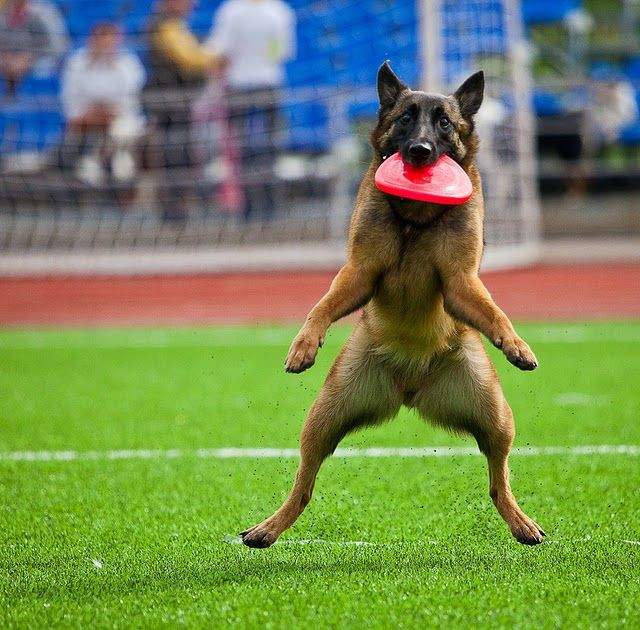 А говорили, что колбасу кидать будут!