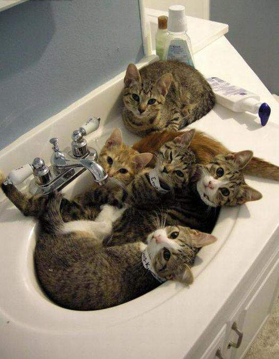 Лежбище котиков