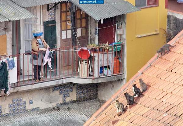 Тёть Зин, а Мурка скоро выйдет?