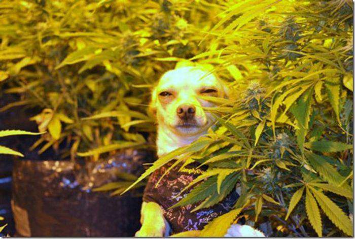 это же Snoop Dogg!!!