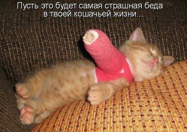 Хозяева молодцы, не бросили...