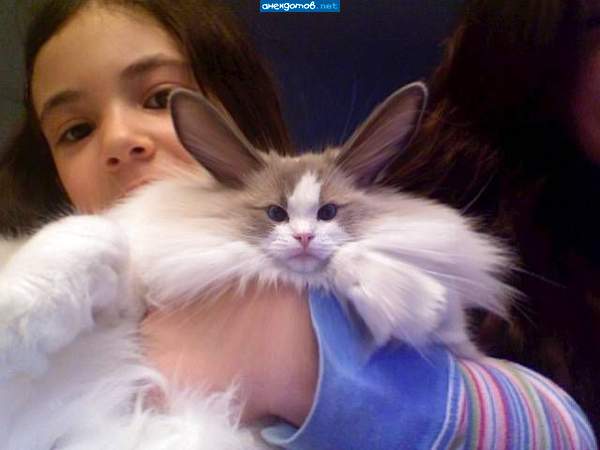 кОтоЗаяц