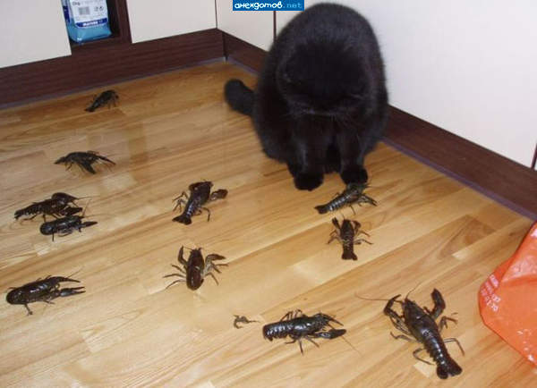 Я бы на месте кота обосрался