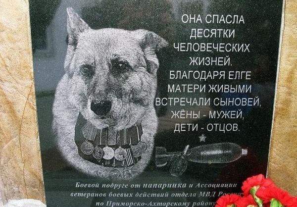 Собака - сапер, а не минер
