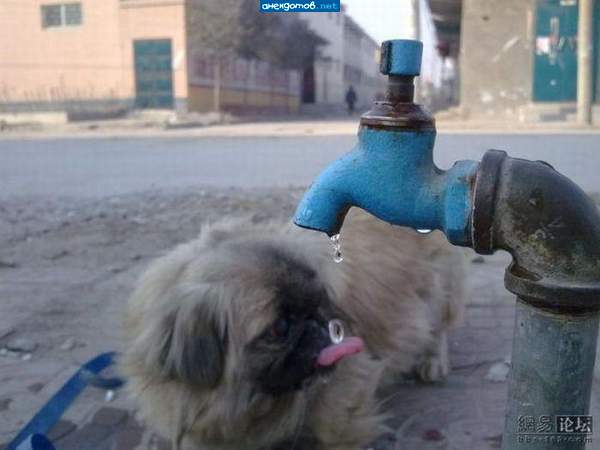 Пий водичка миличко, пий, да не си жадничко...