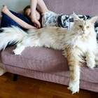 "Когда котики были большими"