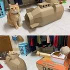 "коробка для агрессивного кота"
