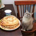 "Коту и блины, и сметана, и масленица"