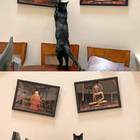 "котик знает толк в фэн-шуе"