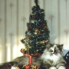 Кот-Мороз pic